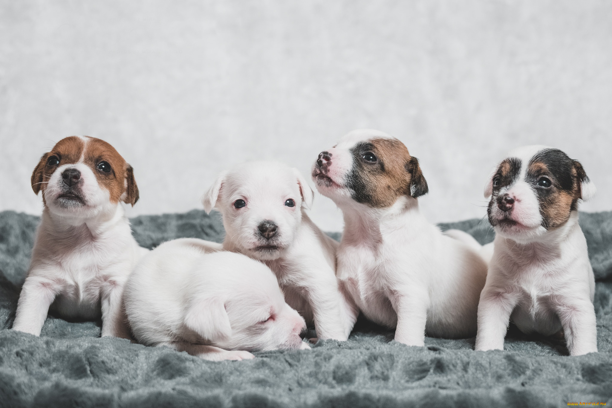 животные, собаки, щенки