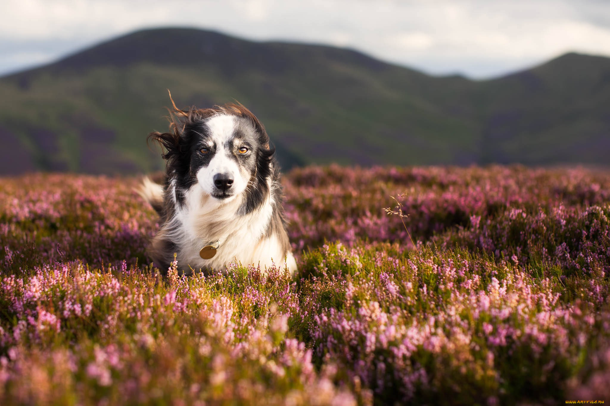 животные, собаки, собака, природа, вереск, прогулка, луг