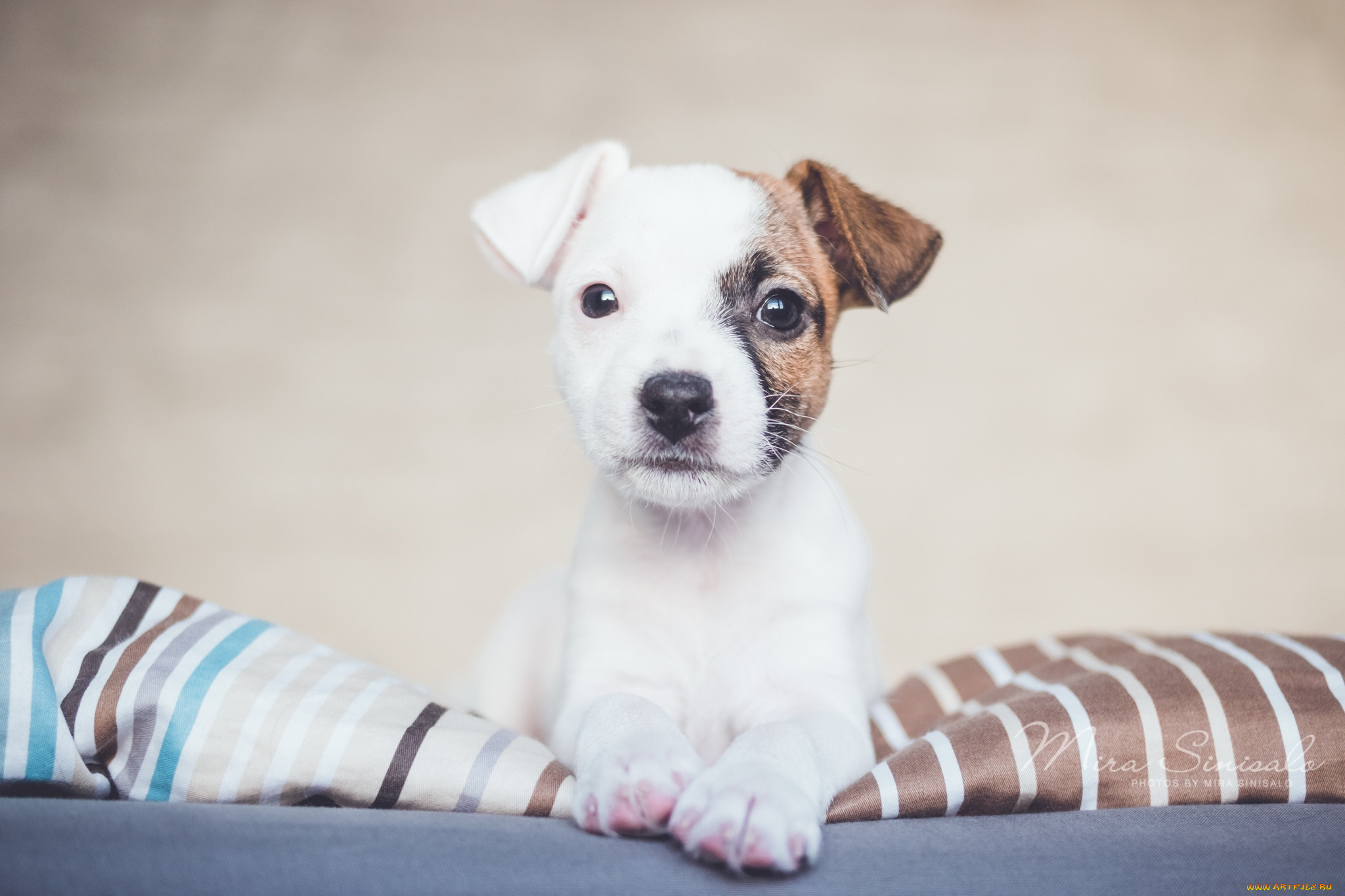 животные, собаки, взгляд, щенок, собака