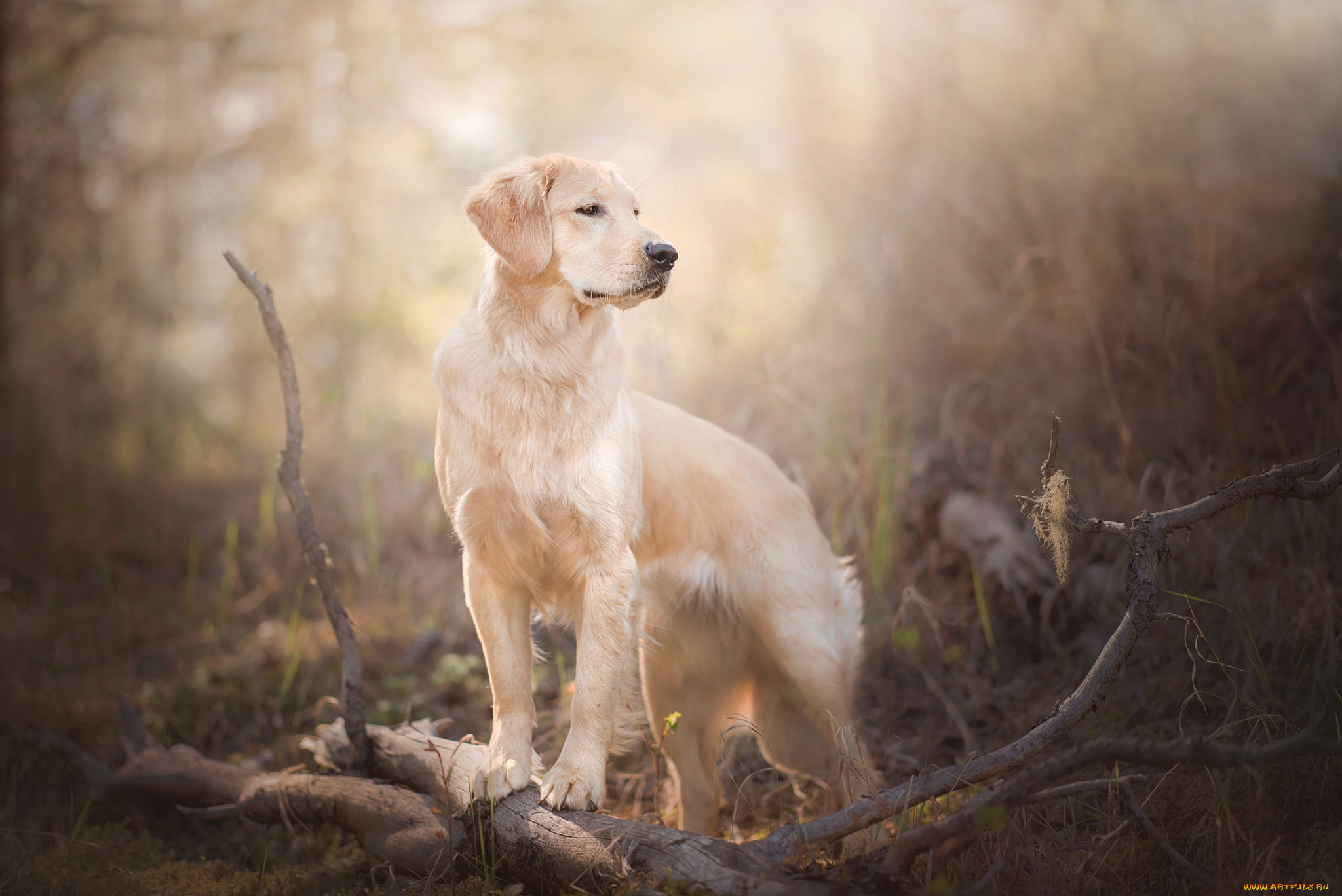 животные, собаки, боке, собака, ветки