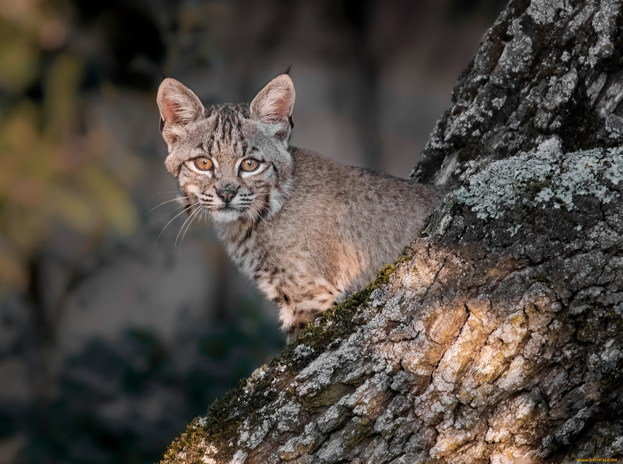 животные, рыси, детёныш, сон, малыш, дерево, рысь, котёнок