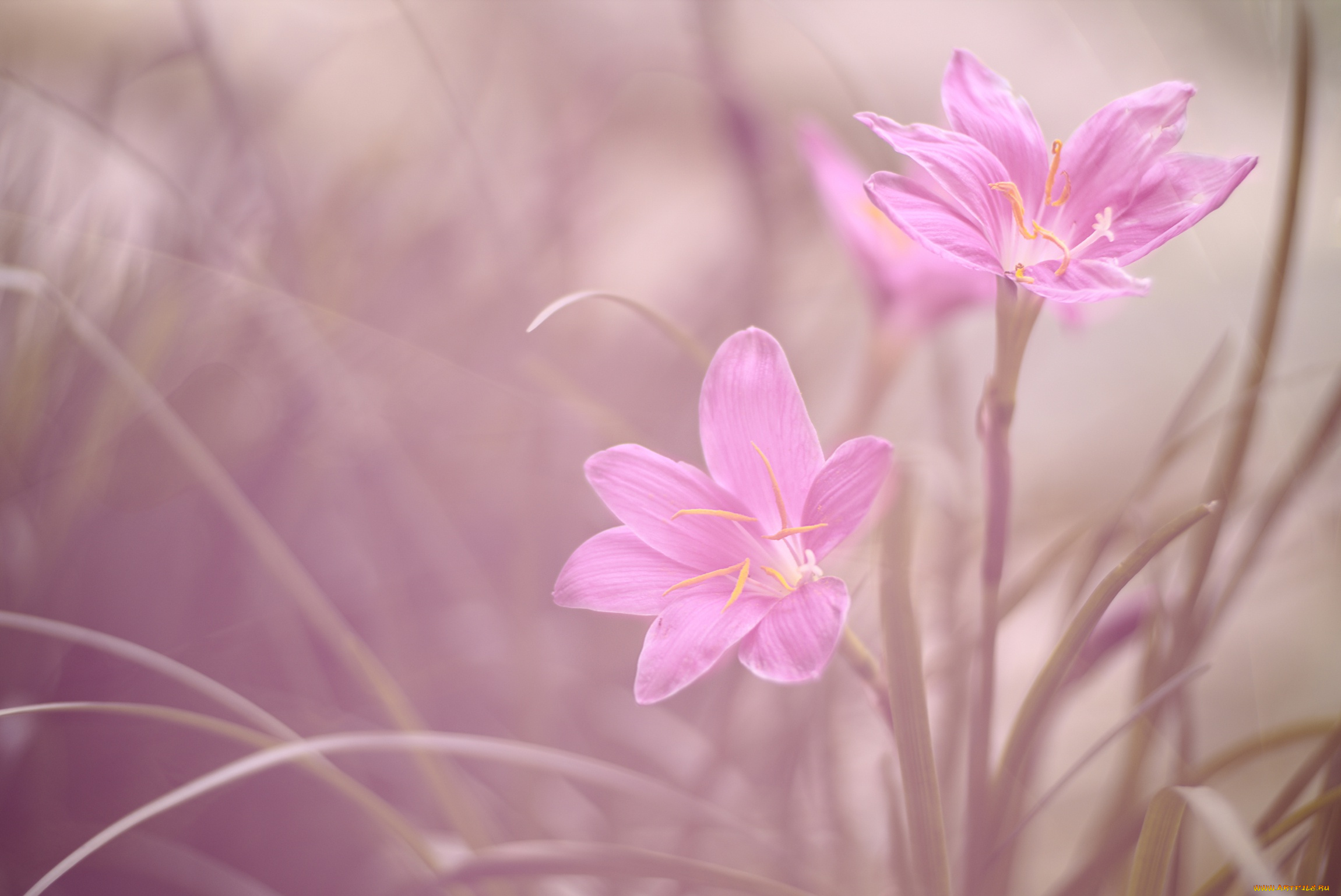 цветы, зефирантесы, дуэт, макро, зефирантес