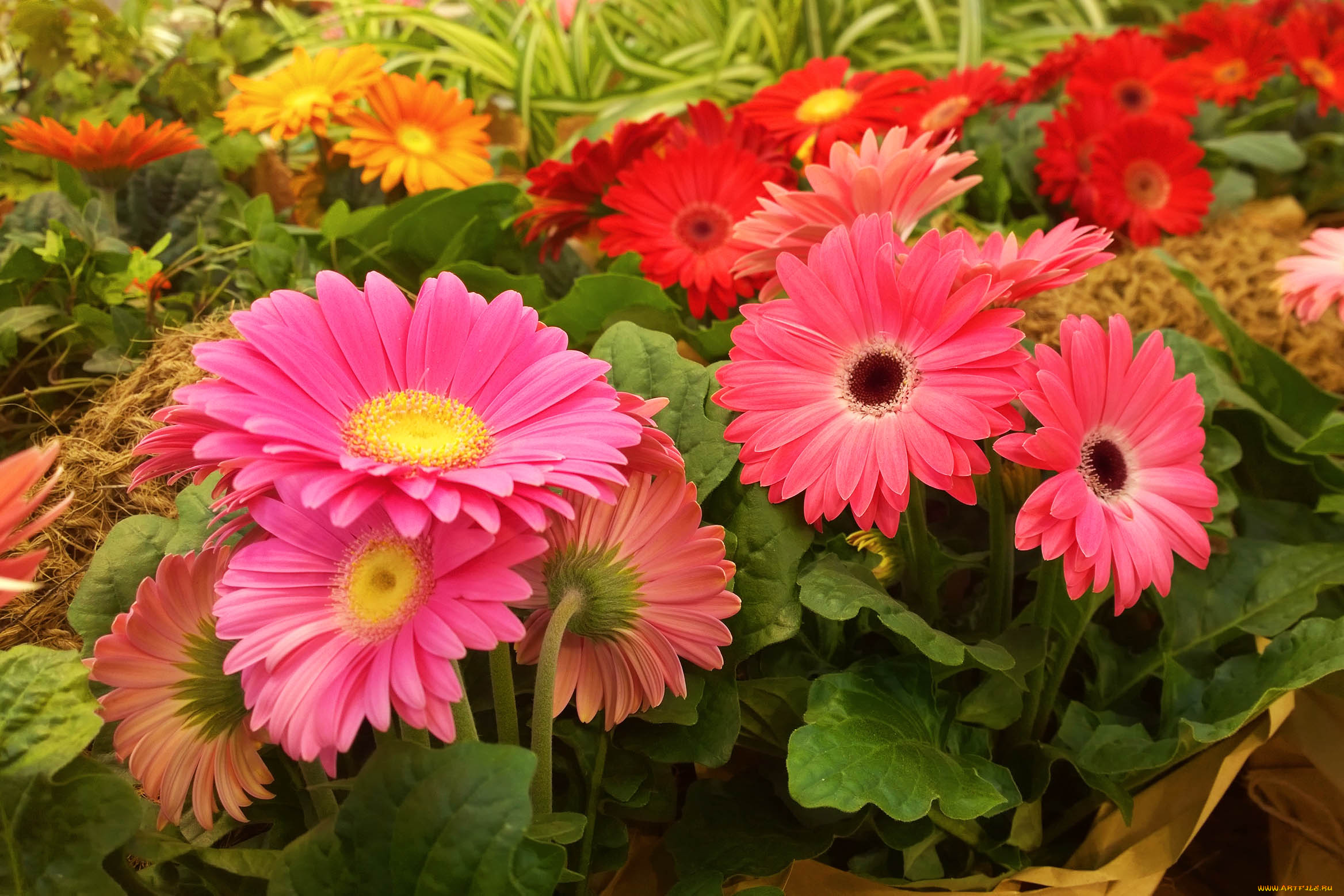 цветы, герберы, аптекарский, огород, выставка