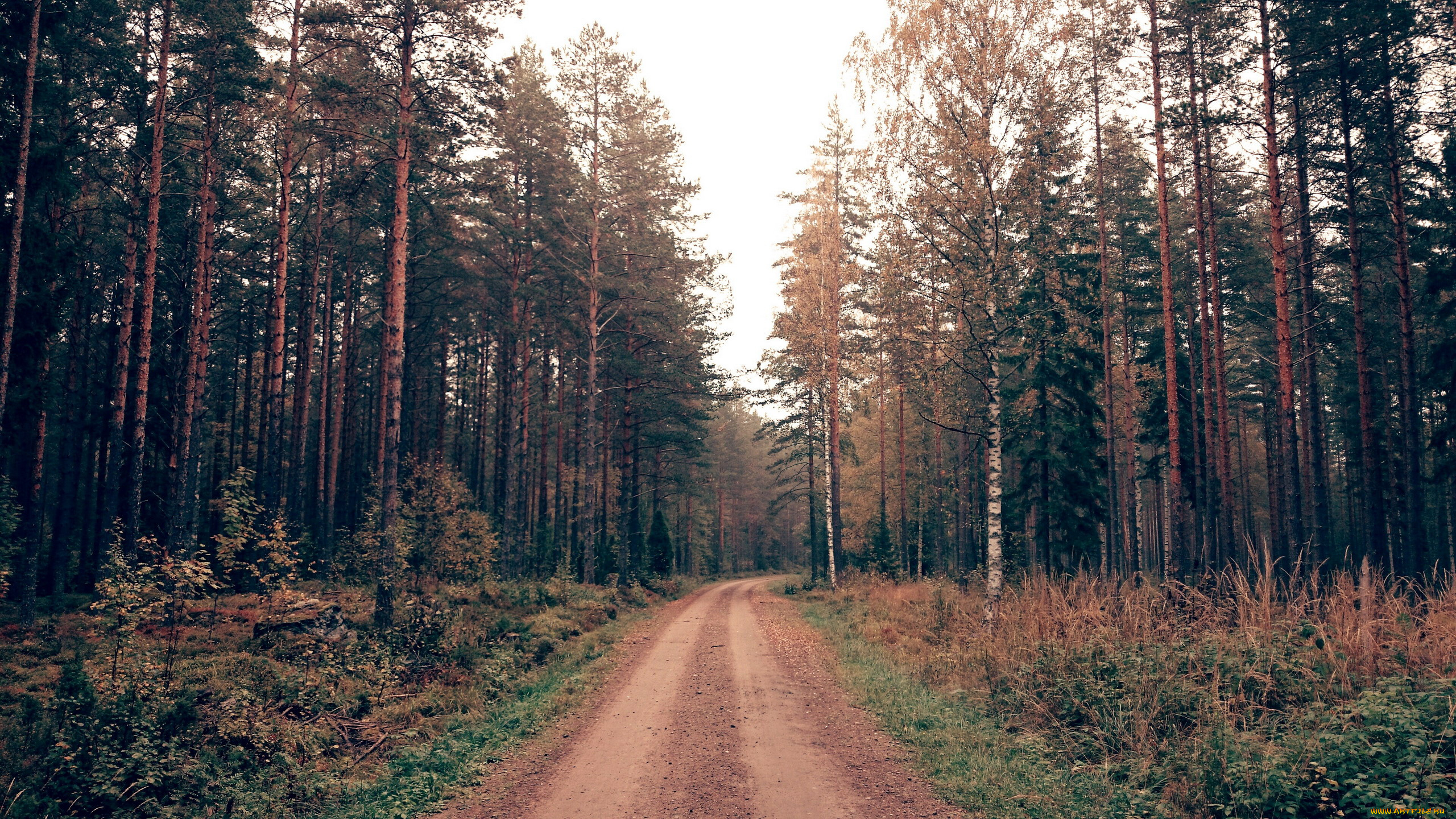 природа, дороги, деревья, дорога, грунтовая, лес