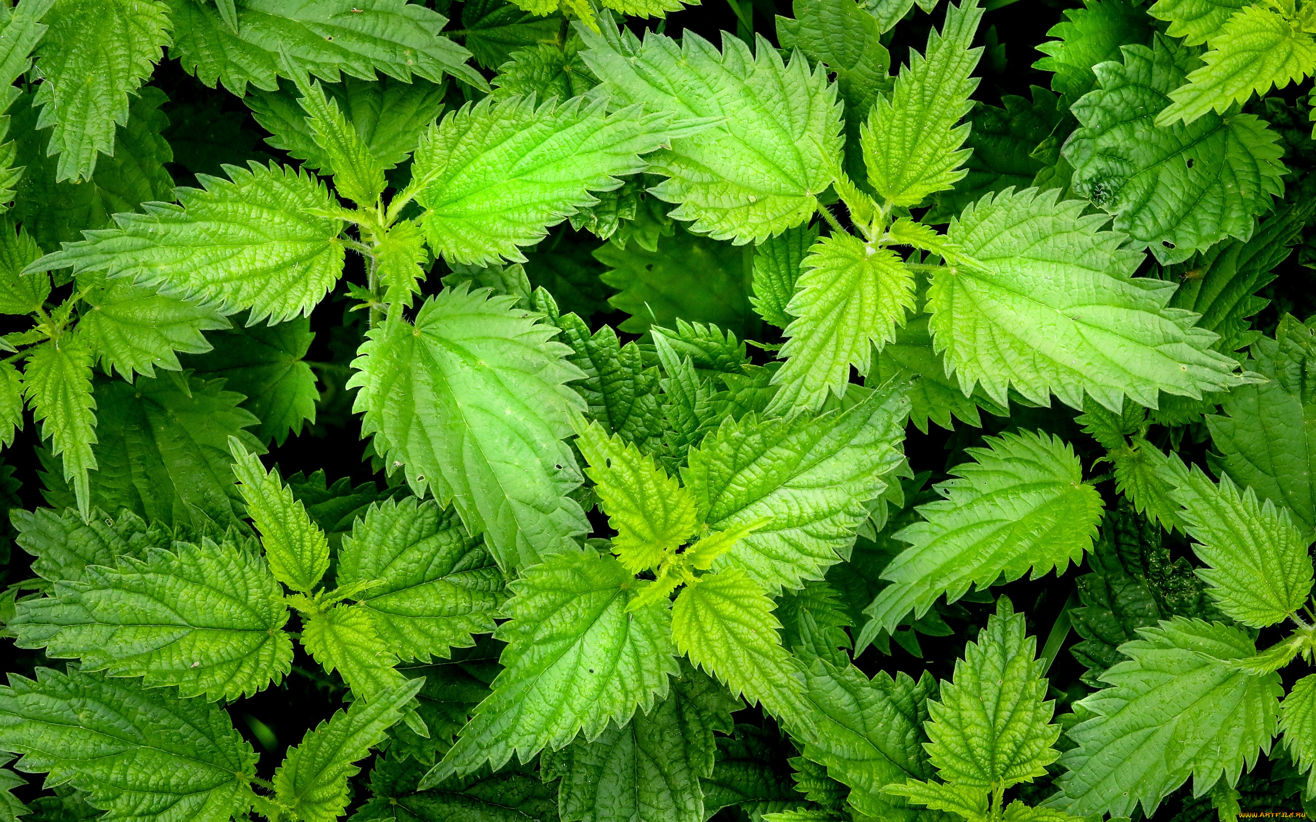 природа, листья, крапива