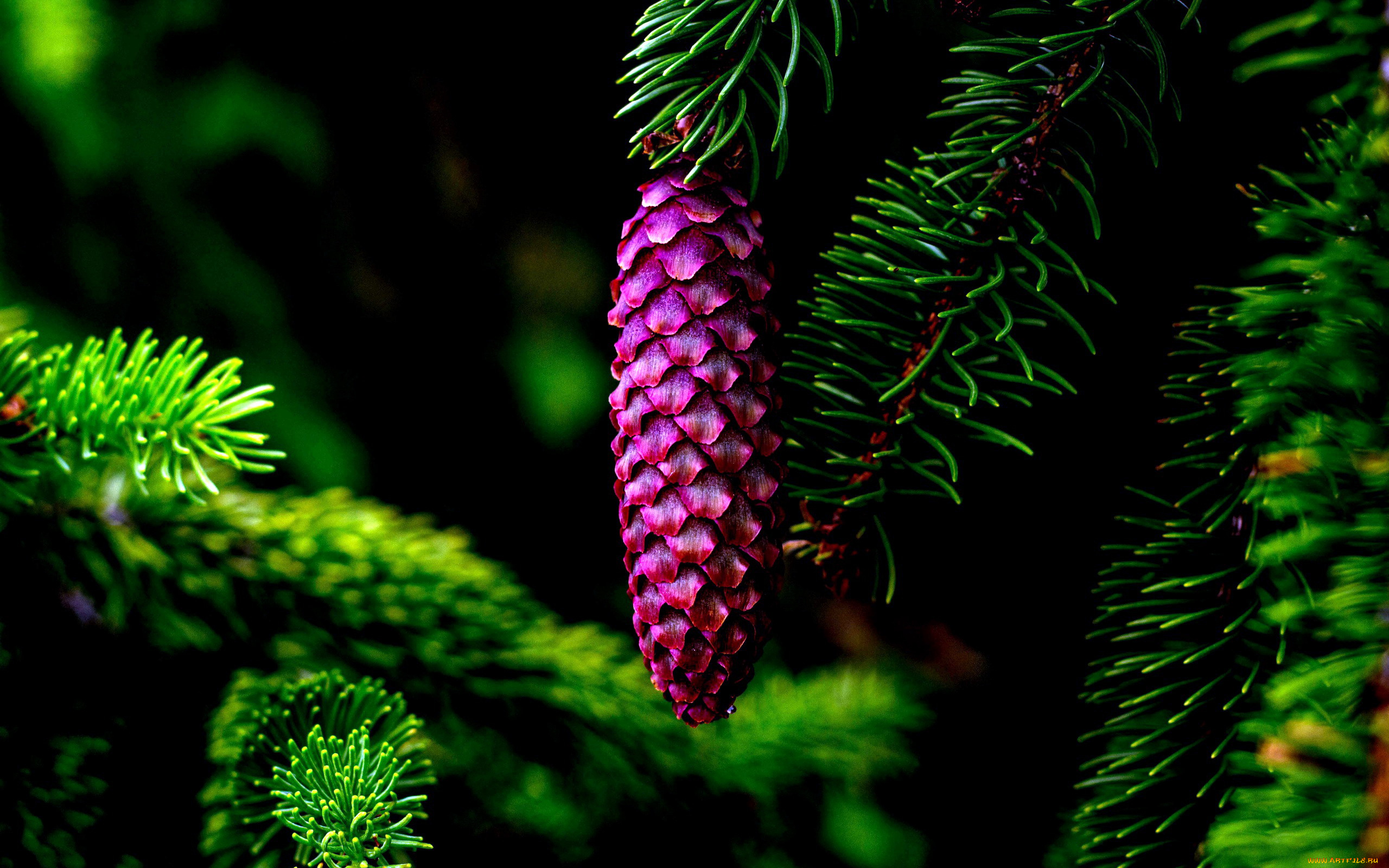 природа, шишки, , жёлуди, , каштаны, шишка