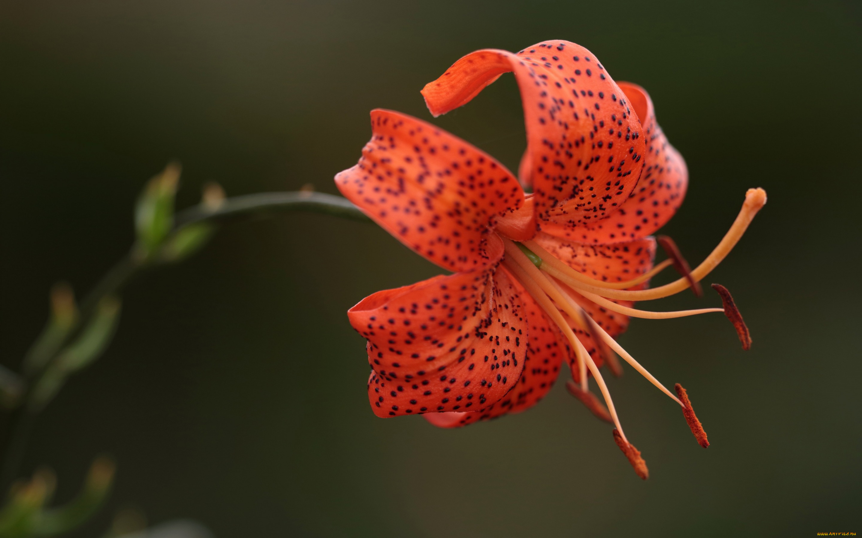 цветы, лилии, , лилейники, тычинки, лепестки, лилия, фон, макро