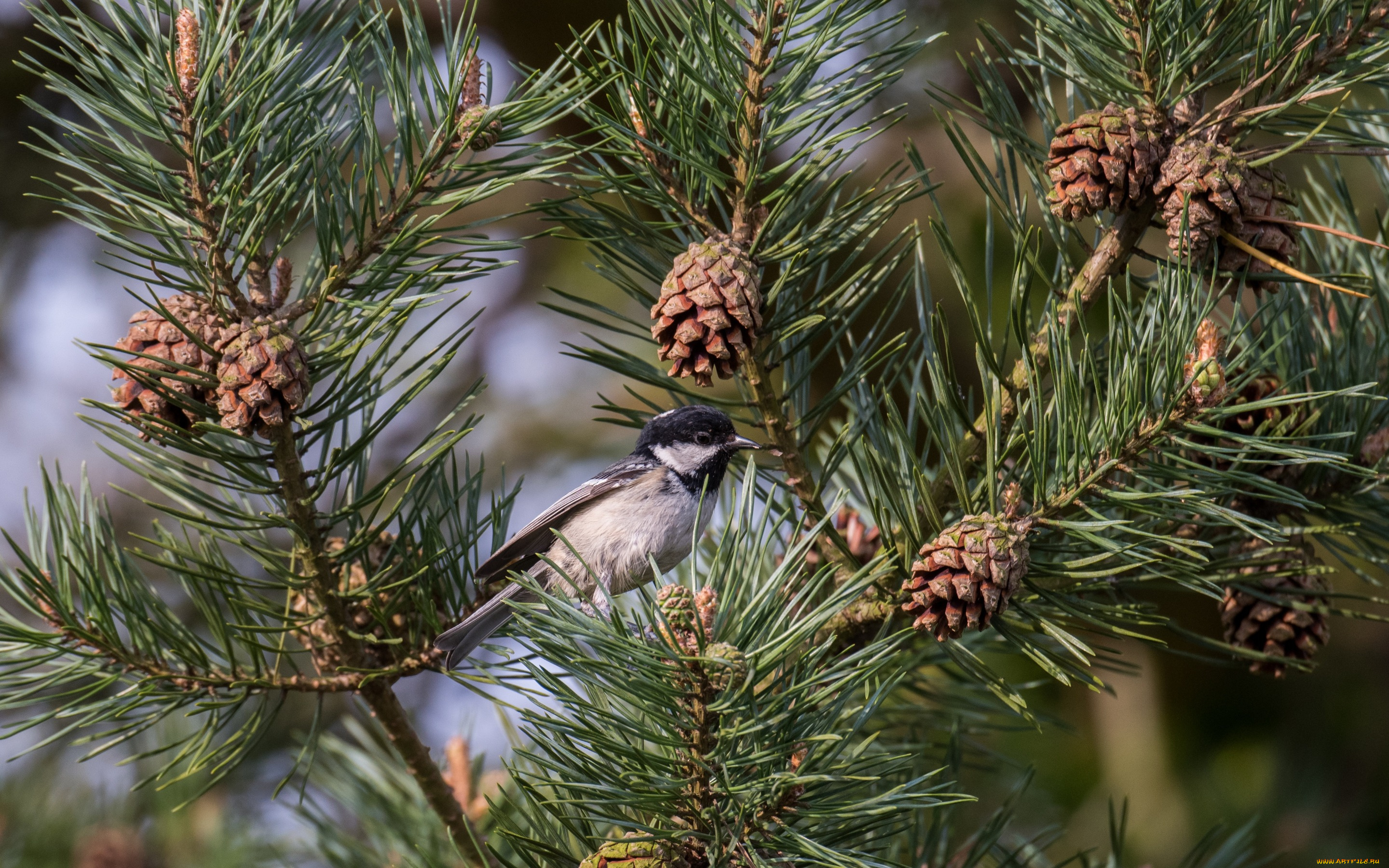 животные, синицы, , лазоревки, Чёрная, синица, московка, сосна, шишки, птица, ветки, иголки