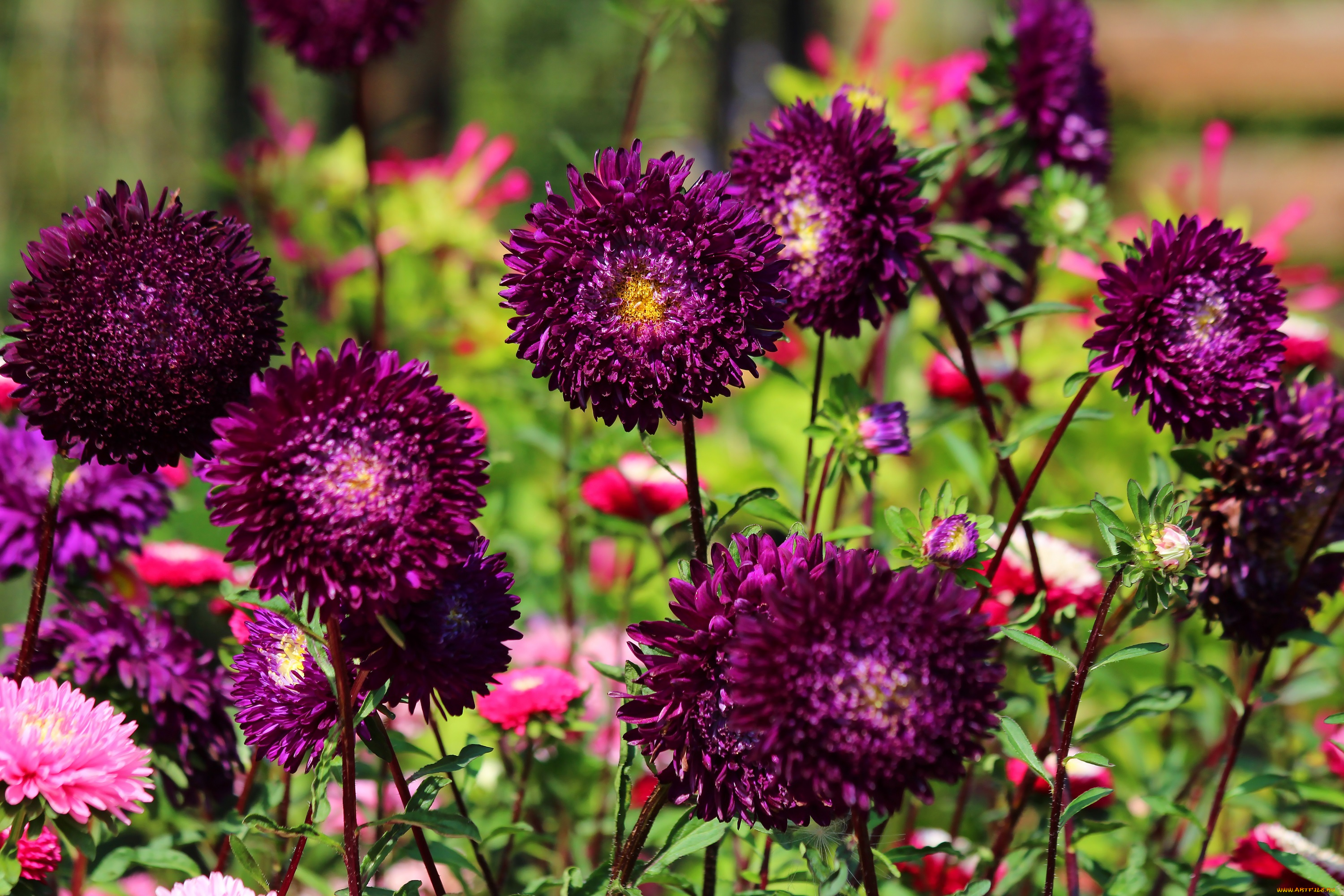 цветы, астры, астра, красота, дача, цветение, природа, лето