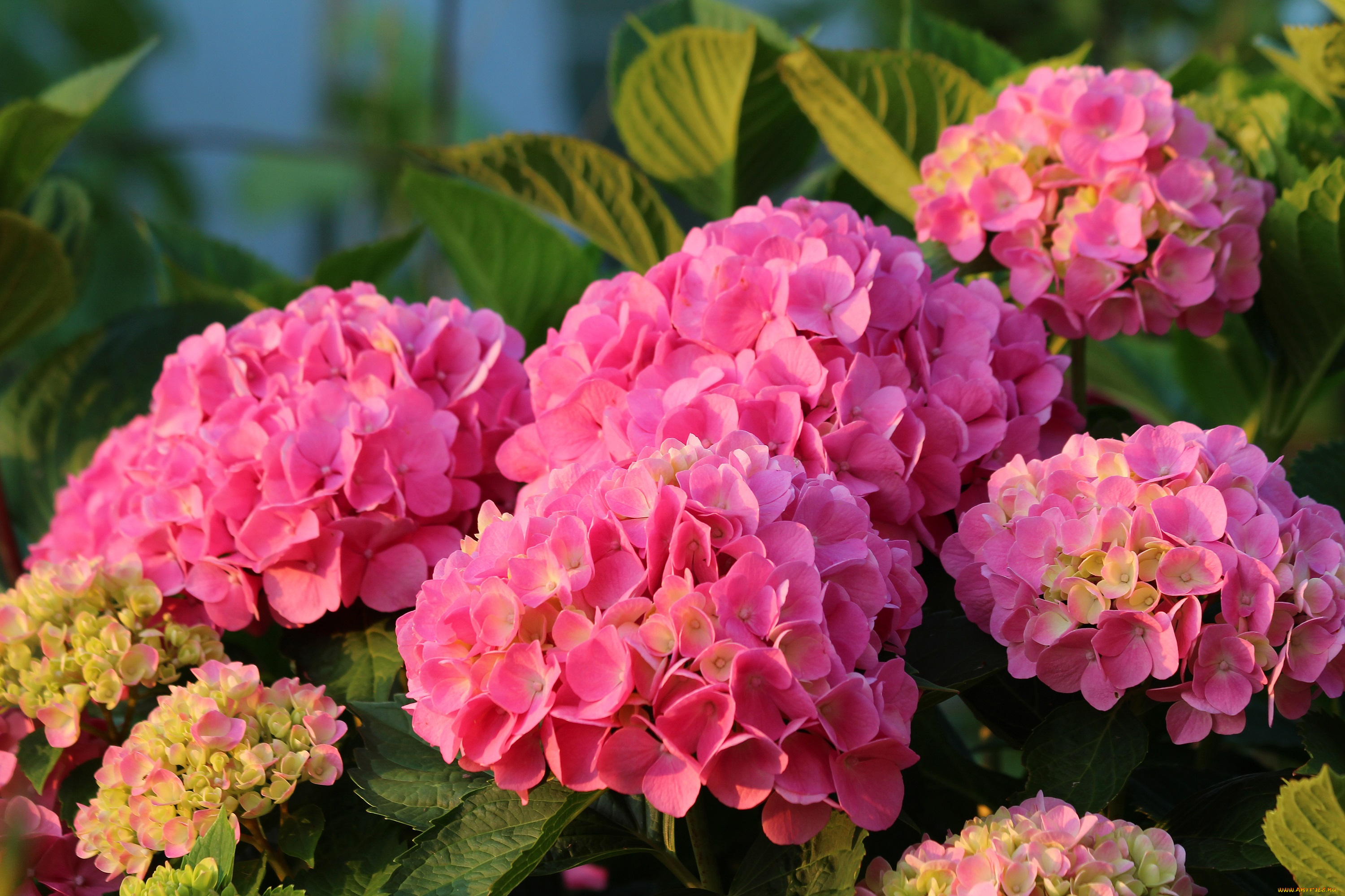 цветы, гортензия, природа, лето, красота, дача, цветение