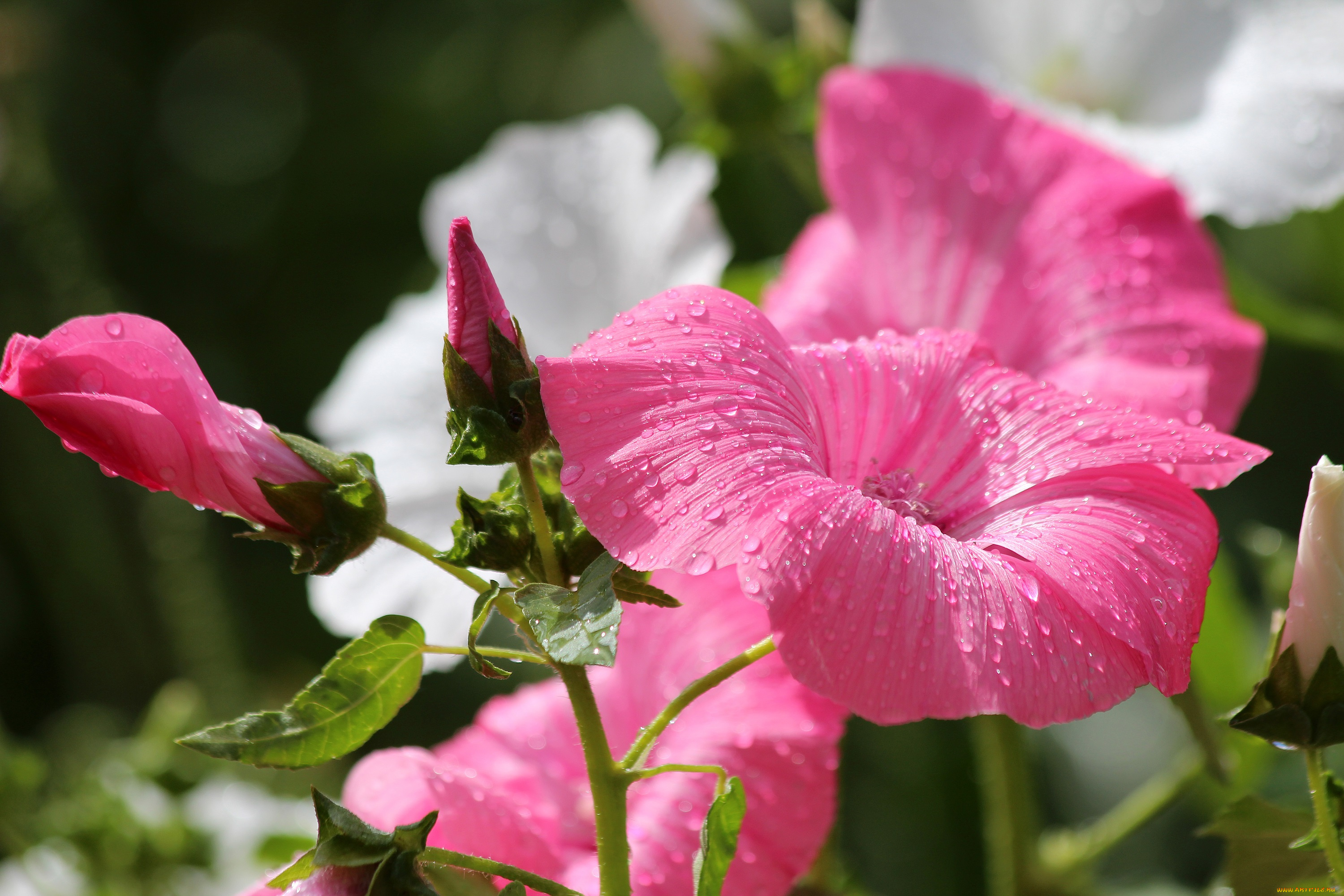 цветы, лаватера, красота, дача, цветение, природа, лето