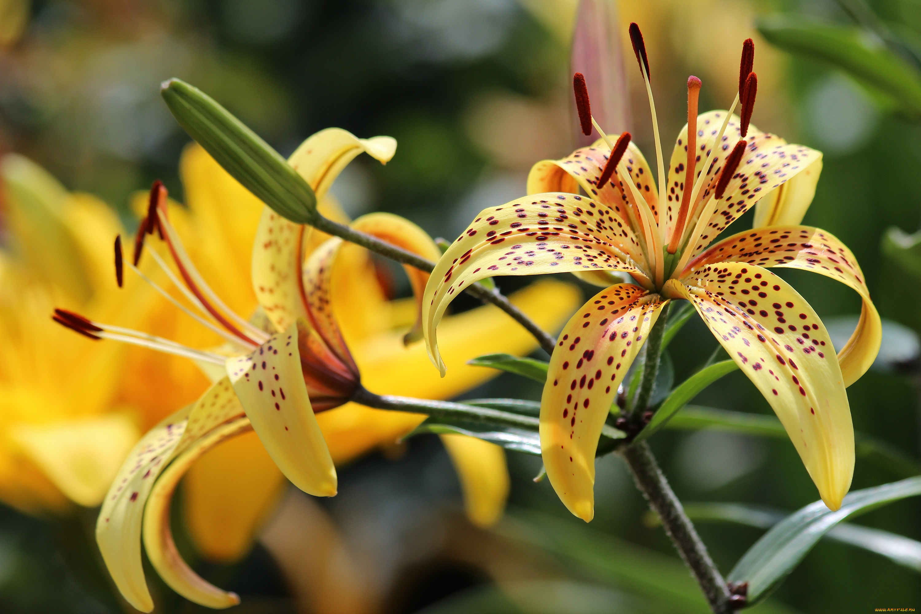 цветы, лилии, , лилейники, цветение, природа, красота, лето