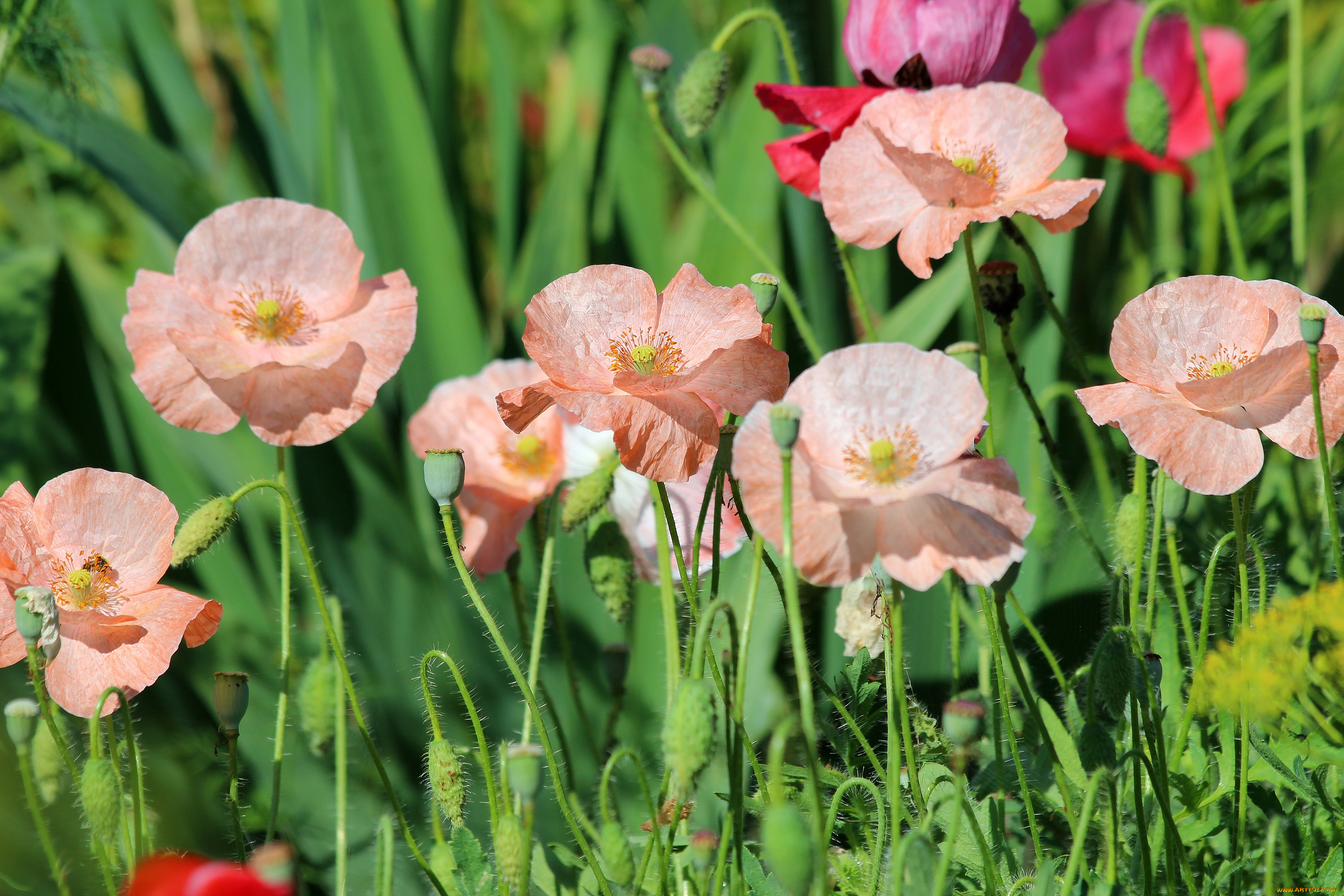 цветы, маки, мак-самосейка, мак, лето, красота, дача, цветение, природа