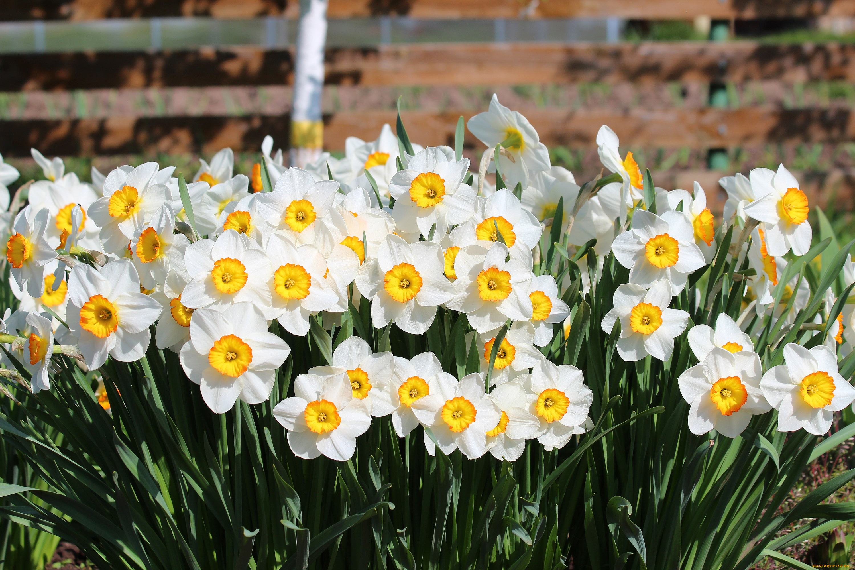 цветы, нарциссы, лепестки, цветение