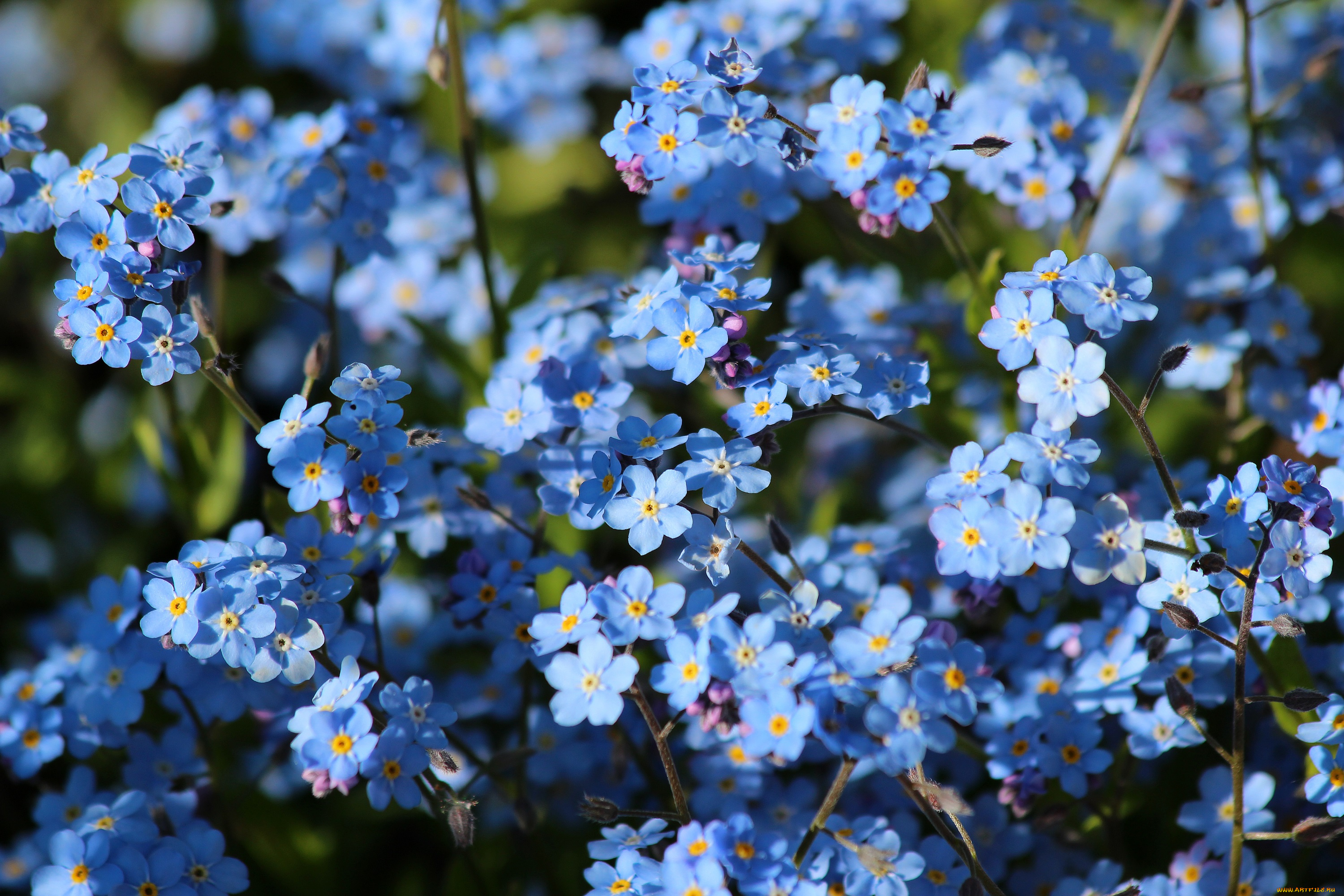 цветы, незабудки, природа, май, красота, дача, цветение, весна