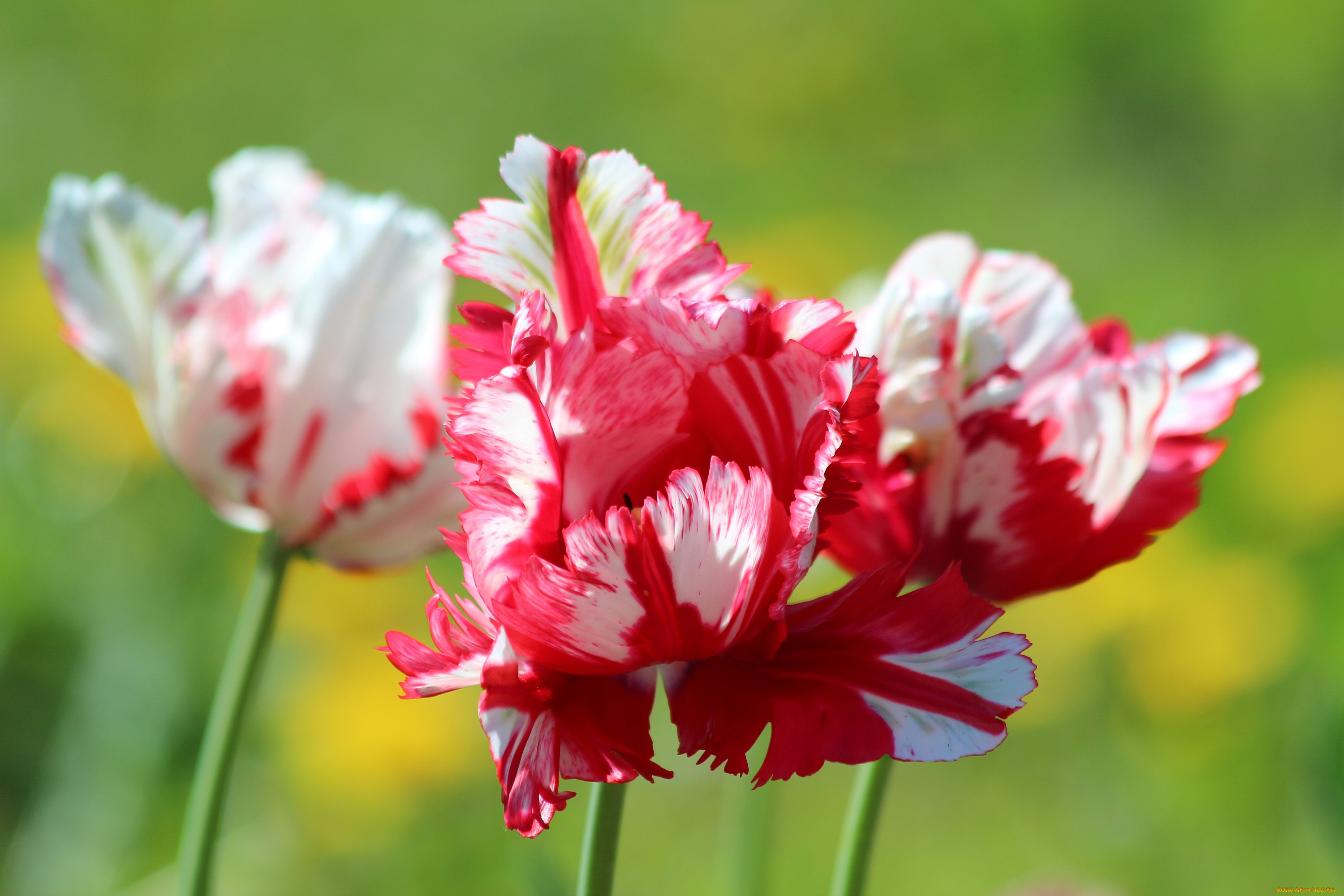 цветы, тюльпаны, много, лепестки, цветение, разноцветные