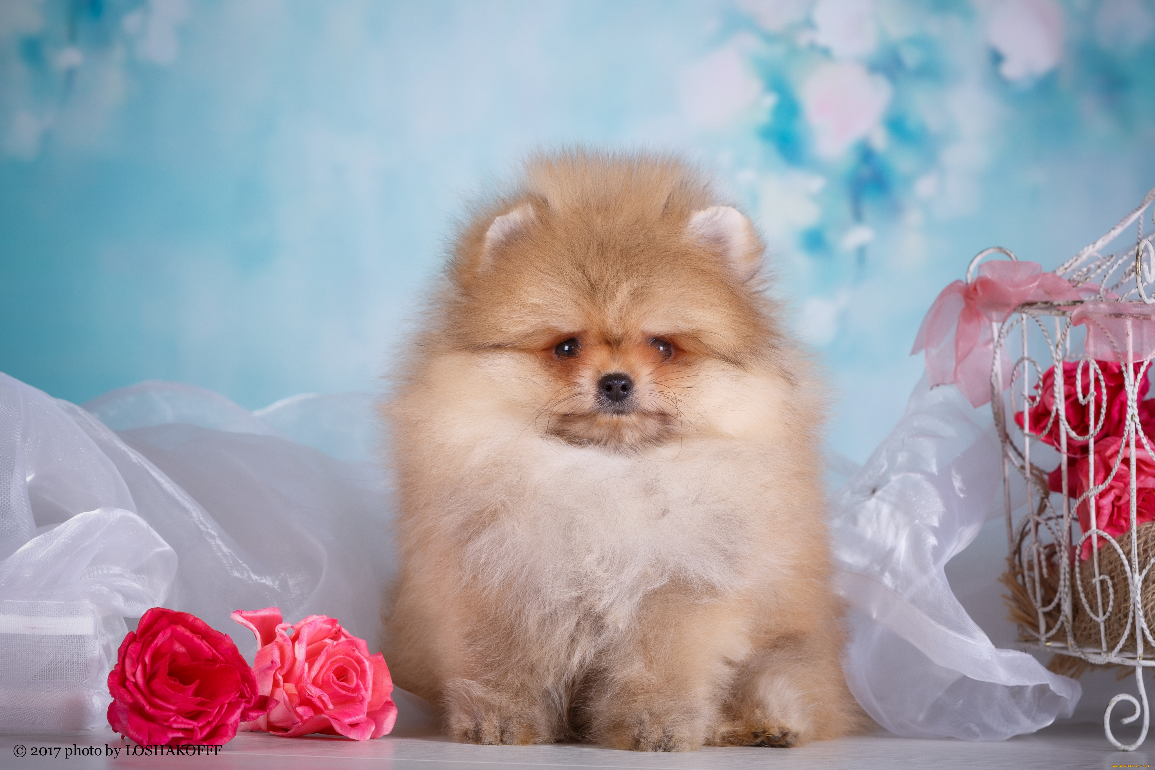 животные, собаки, собака, животное, порода, окрас, шерсть