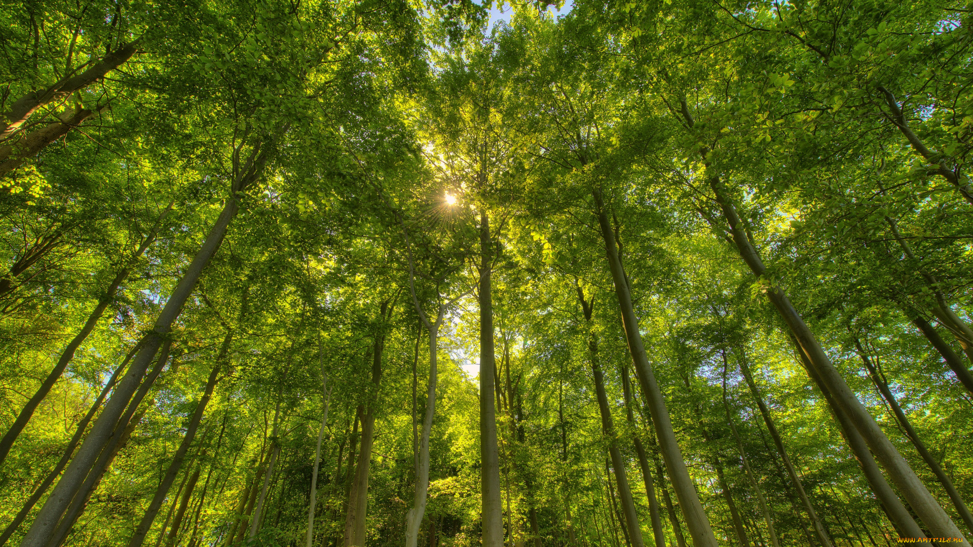 природа, лес, зелень, лето, солнце, лучи, свет, деревья, стволы, листва