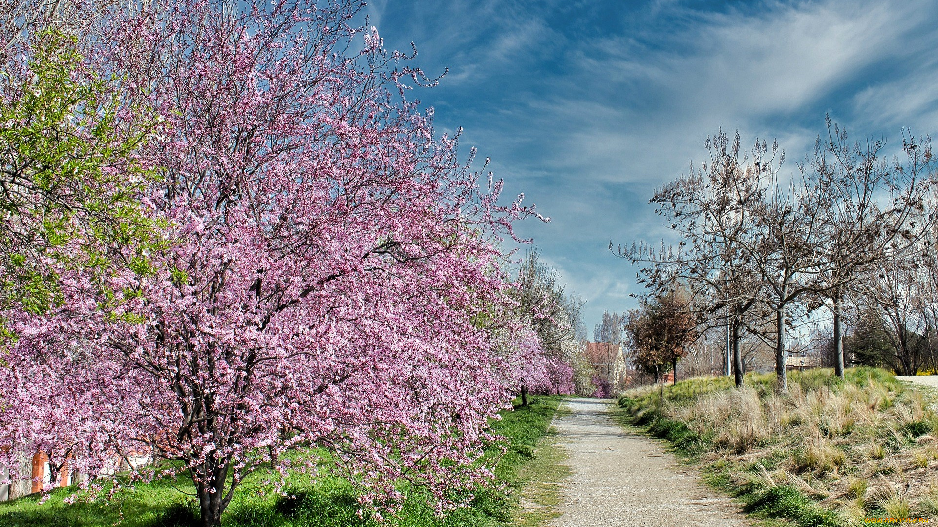 природа, дороги, дорога, сад, деревья, весна, цветение, облака