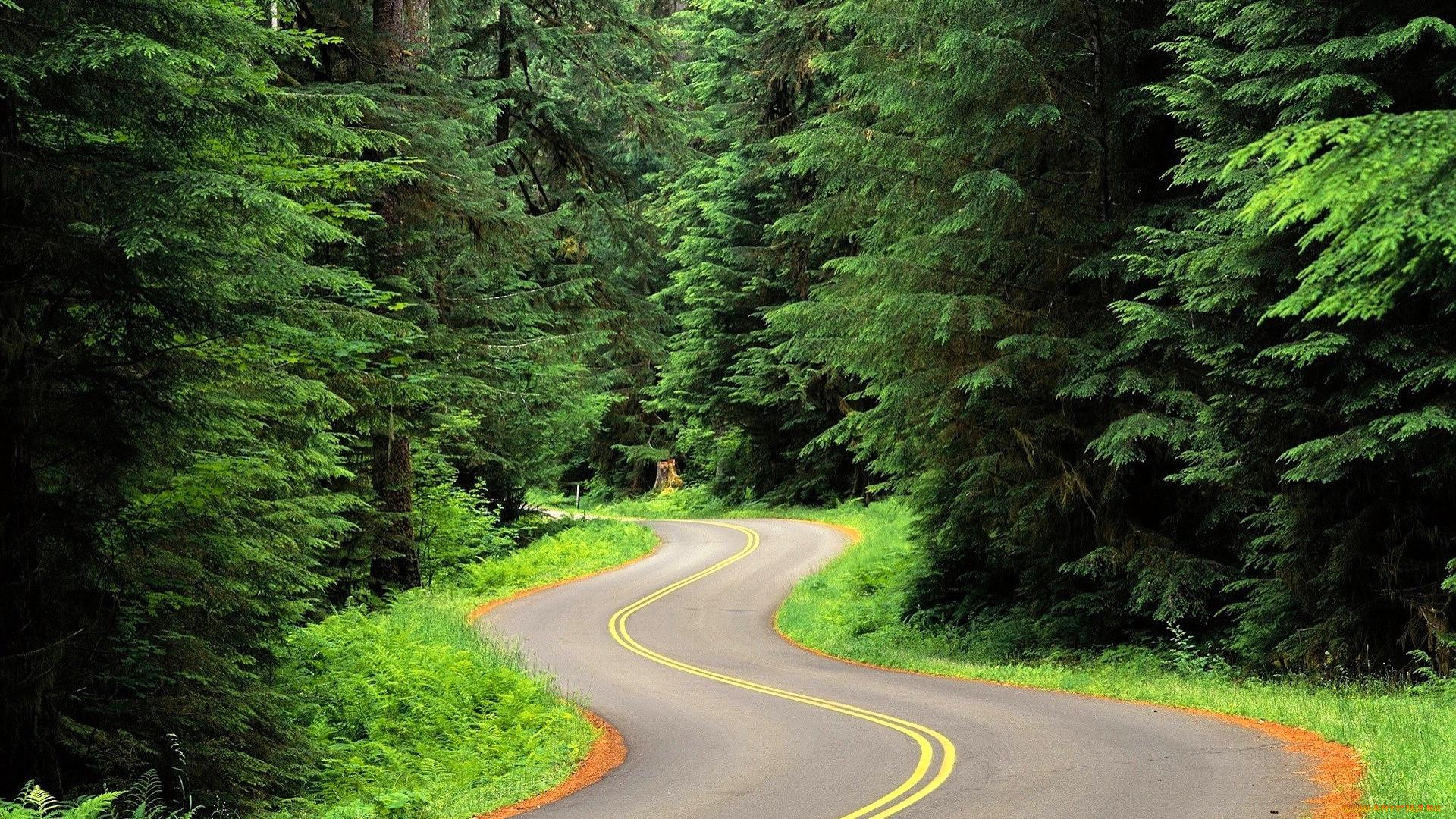 природа, дороги, лес, деревья, дорога, шоссе