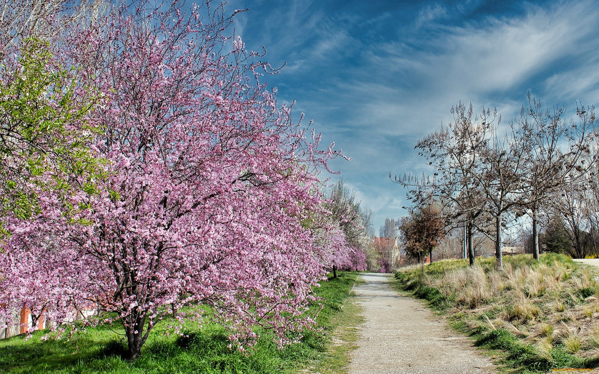 природа, дороги, дорога, сад, деревья, весна, цветение, облака