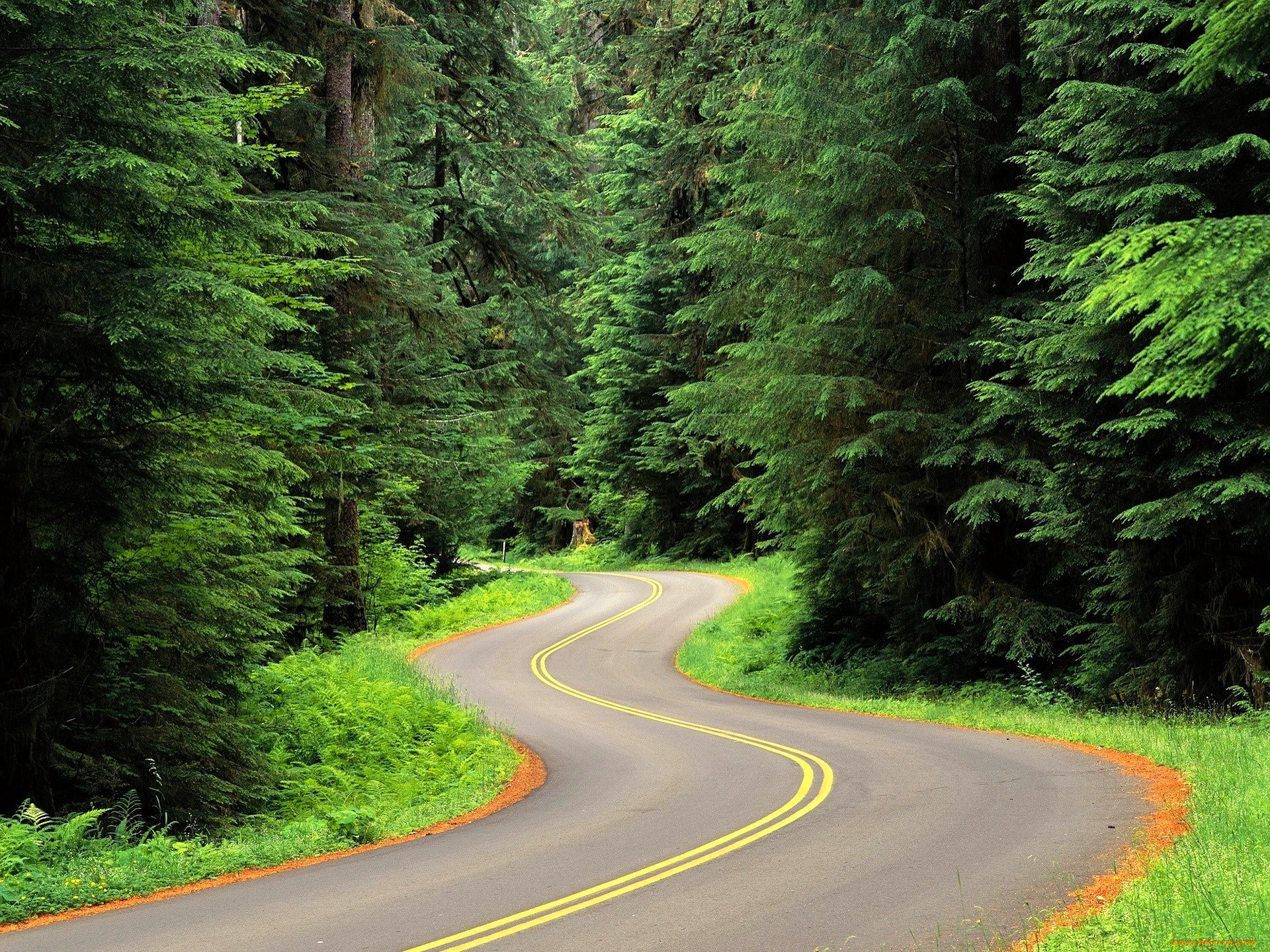 природа, дороги, лес, деревья, дорога, шоссе