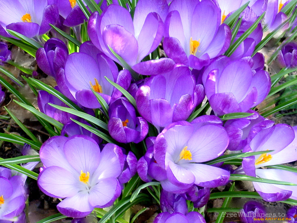 crocus, цветы, крокусы