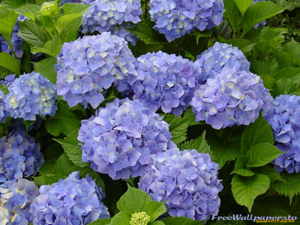 hydrangea, цветы, гортензия