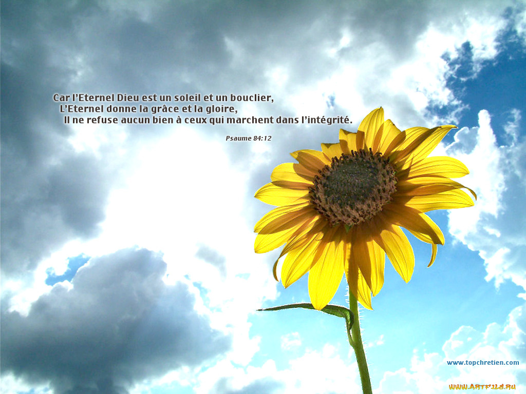 подсолнух, цветы, подсолнухи