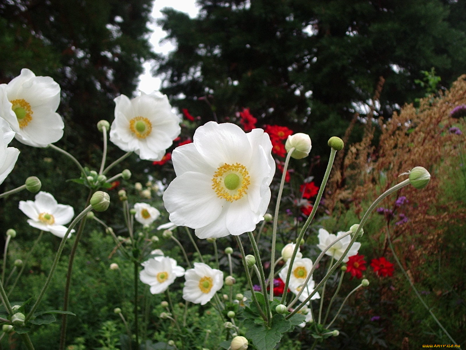 цветы, ветреницы, печёночницы