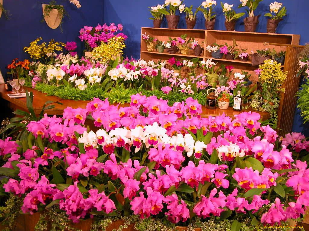 цветы, орхидеи