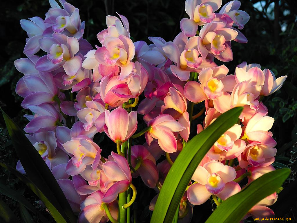 цветы, орхидеи