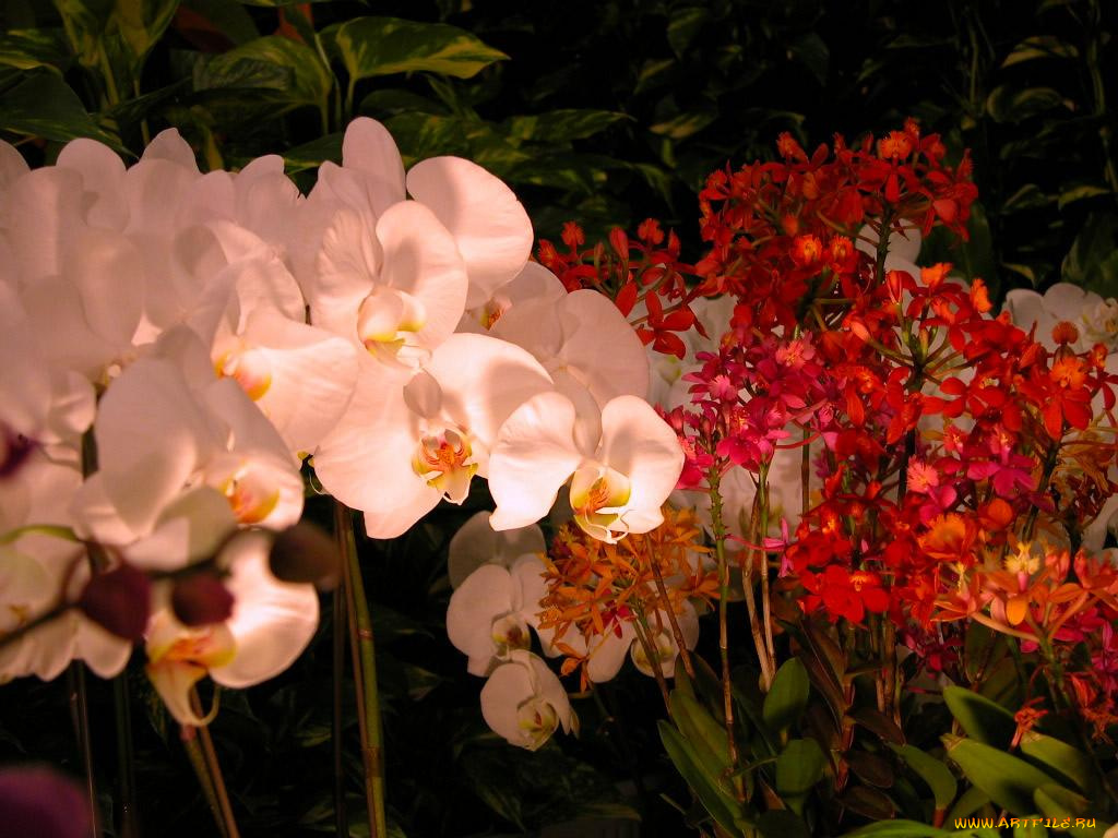 цветы, орхидеи