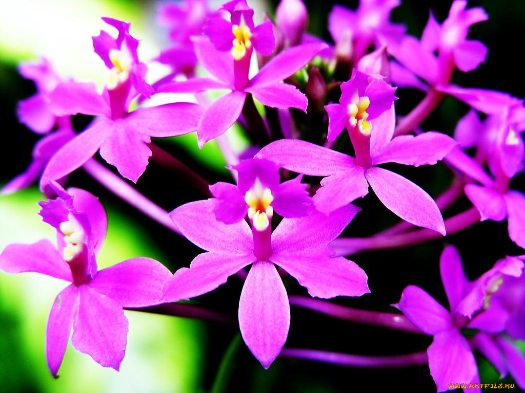 цветы, орхидеи
