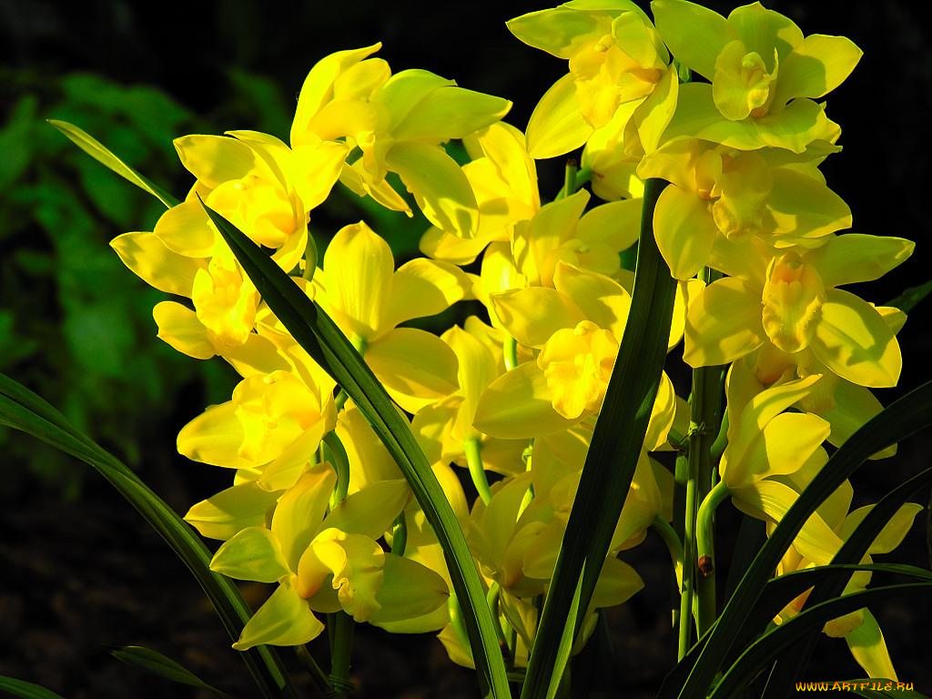 цветы, орхидеи