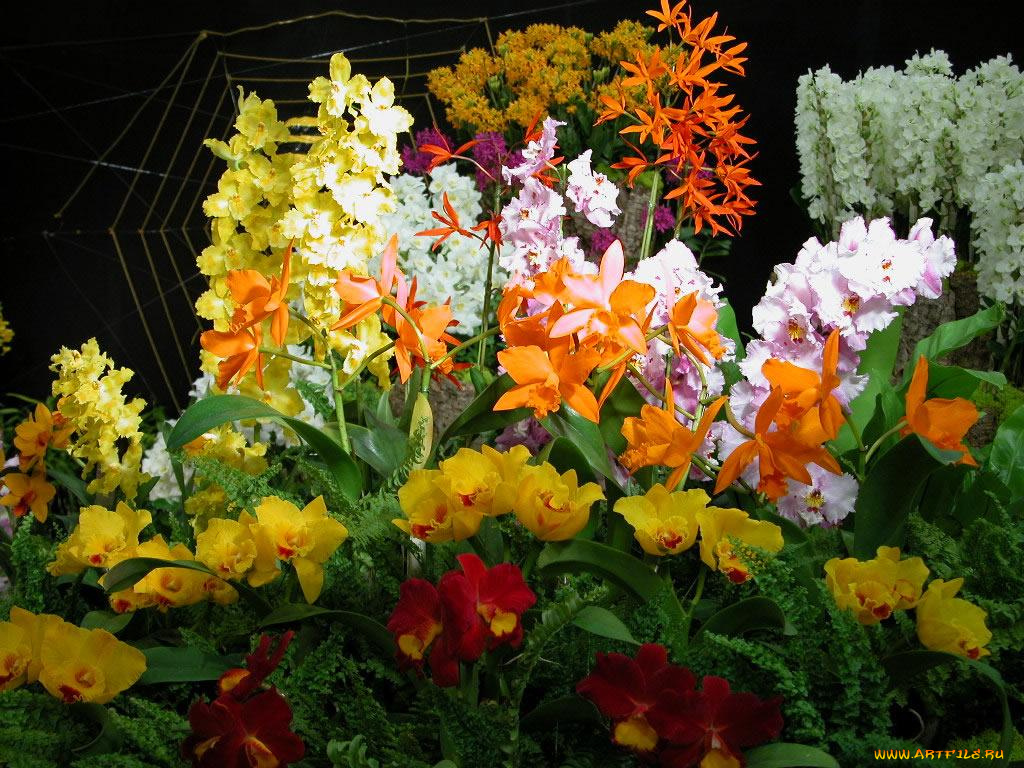 цветы, орхидеи