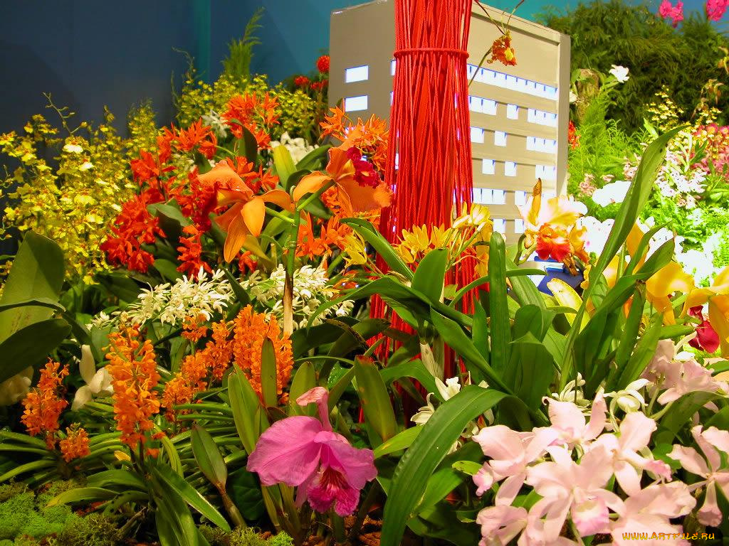 цветы, орхидеи