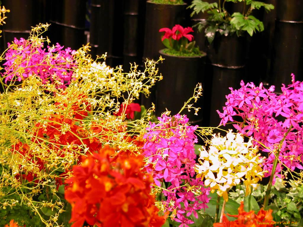 цветы, орхидеи