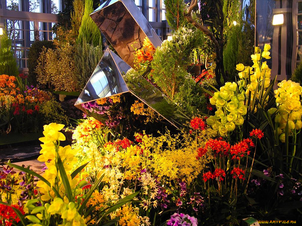 цветы, орхидеи