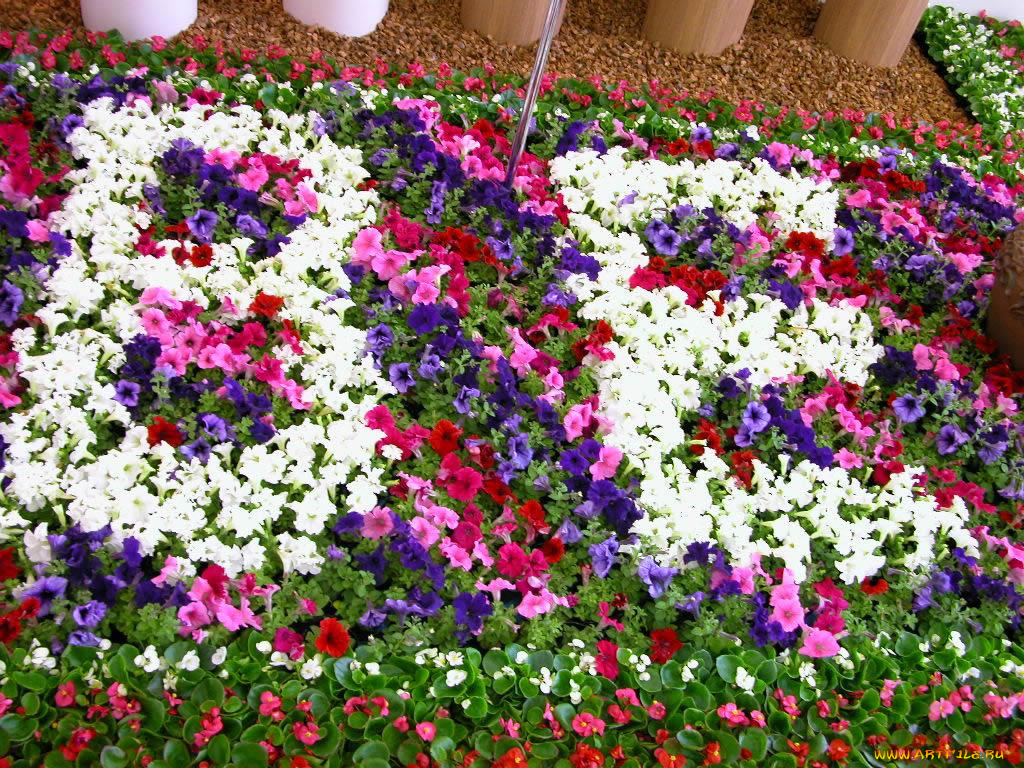 цветы, разные, вместе