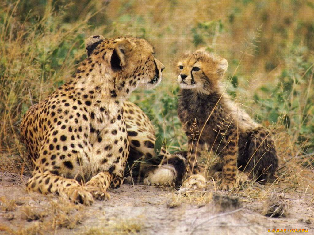 животные, гепарды