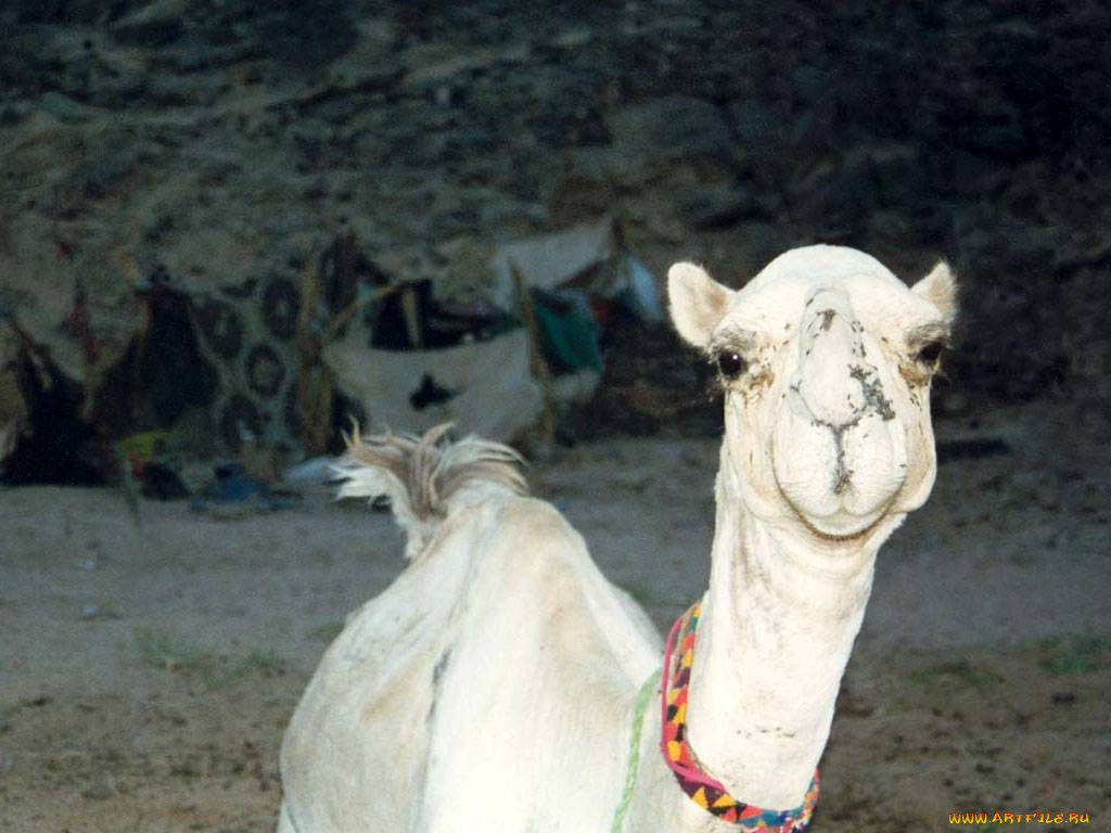 животные, верблюды