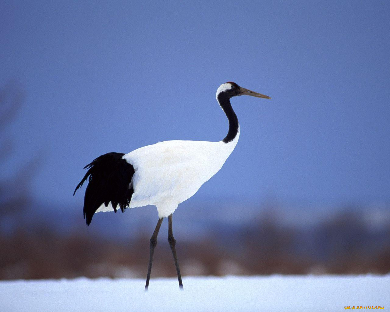 животные, журавли