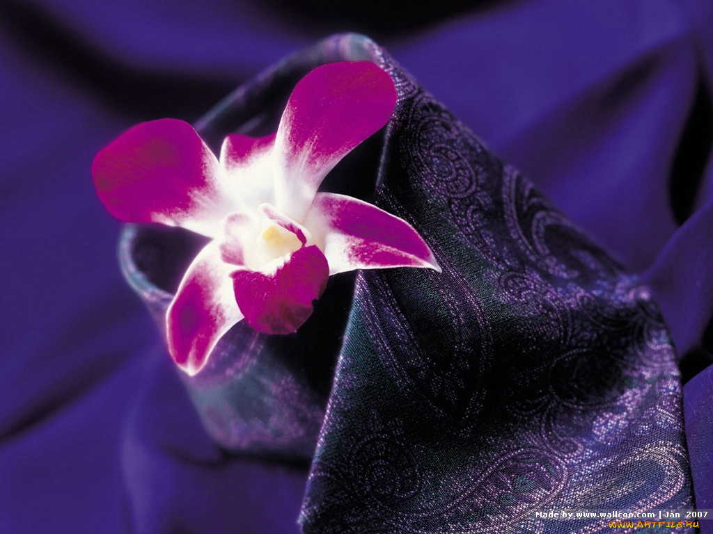 цветы, орхидеи