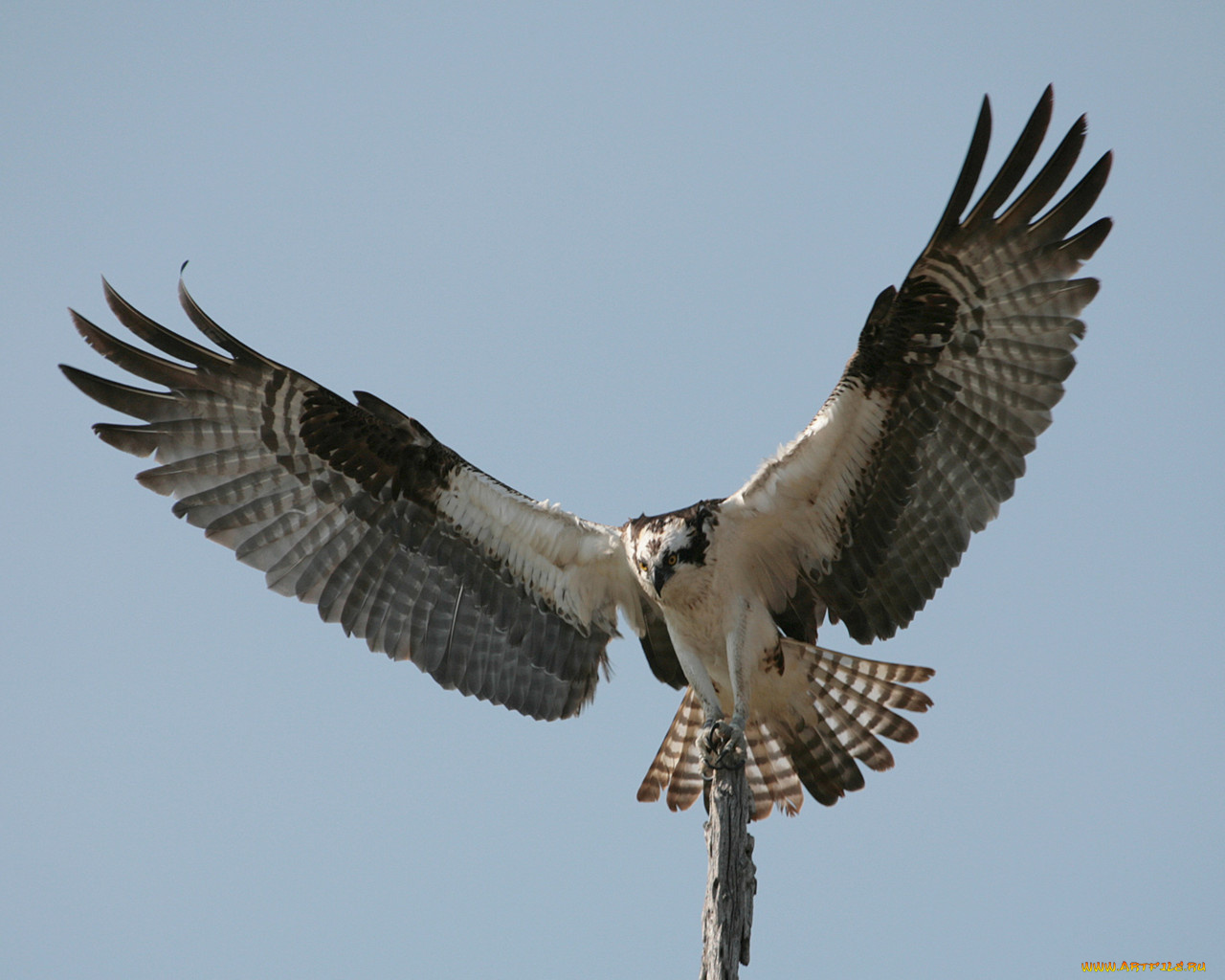 животные, птицы, хищники