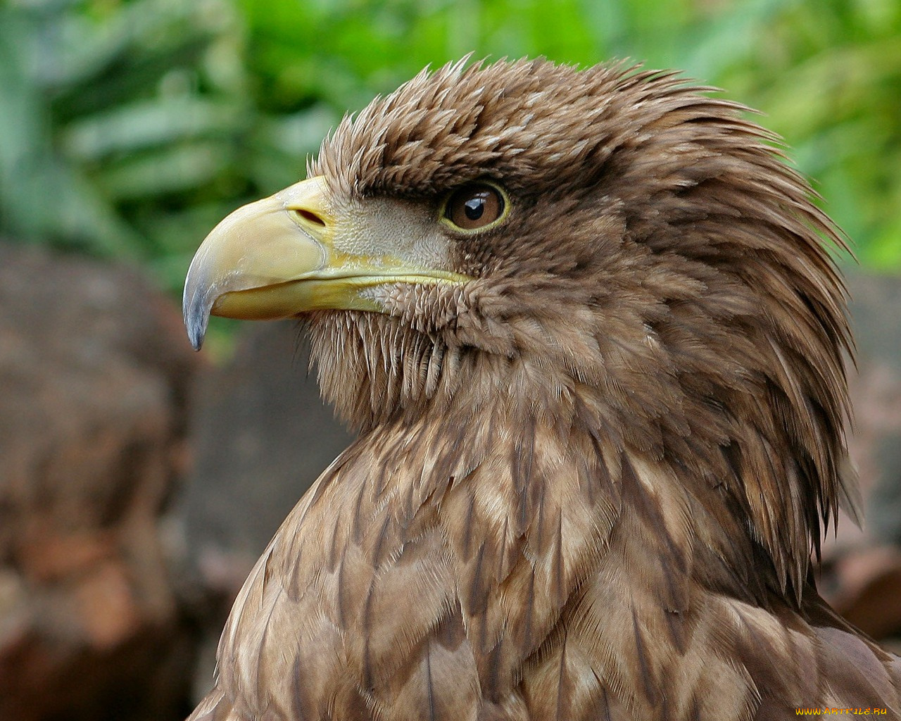 животные, птицы, хищники