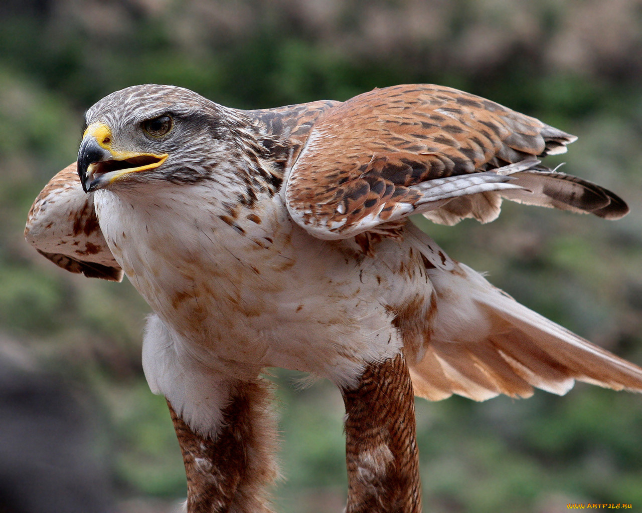 животные, птицы, хищники
