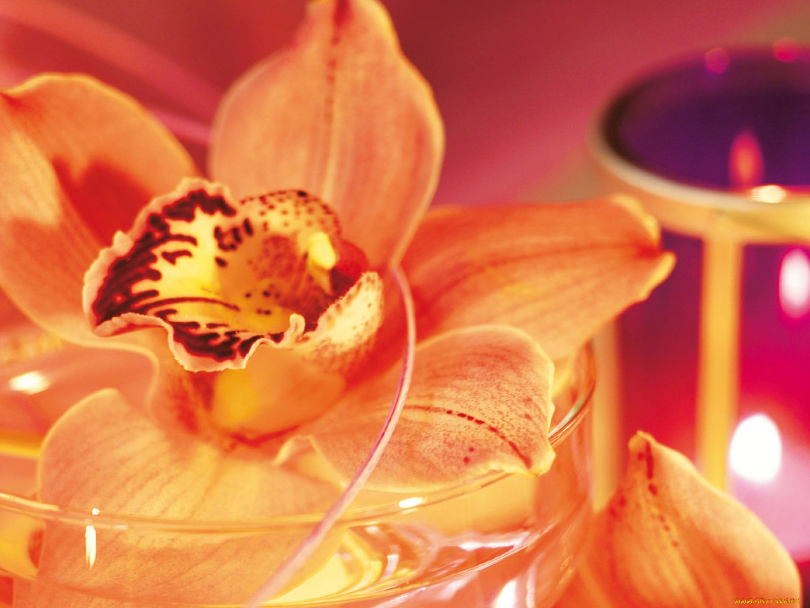 цветы, орхидеи