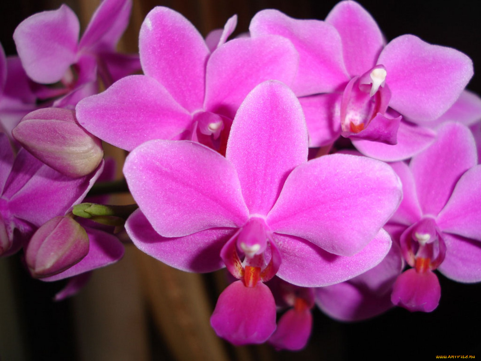 цветы, орхидеи