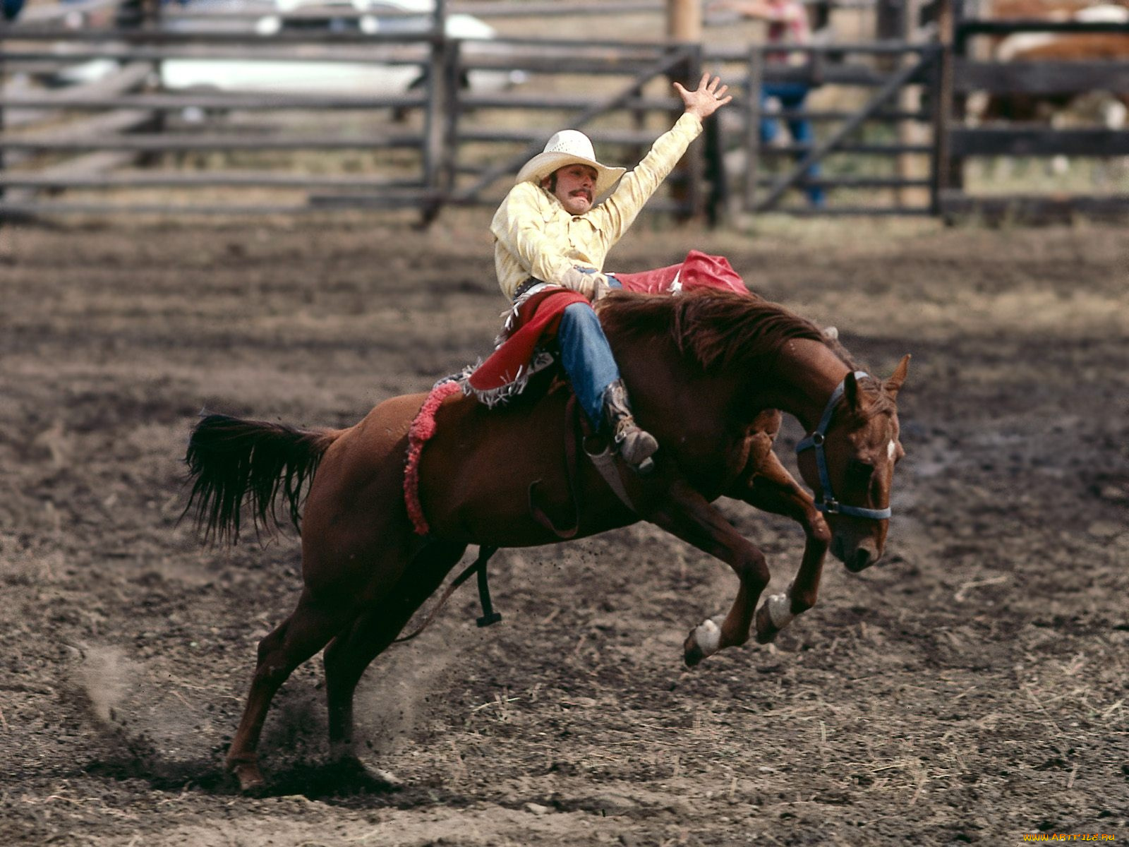 спорт, конный
